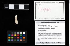 Foto (Objekt + Etikett) von Goniodromites bidentatus (Reuss, 1858)  (NHMW-GEO-2014-0194-0190)
